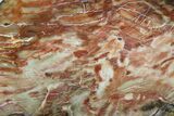 Jurassic Petrified Wood Slab - Henry Mountain #96065-1